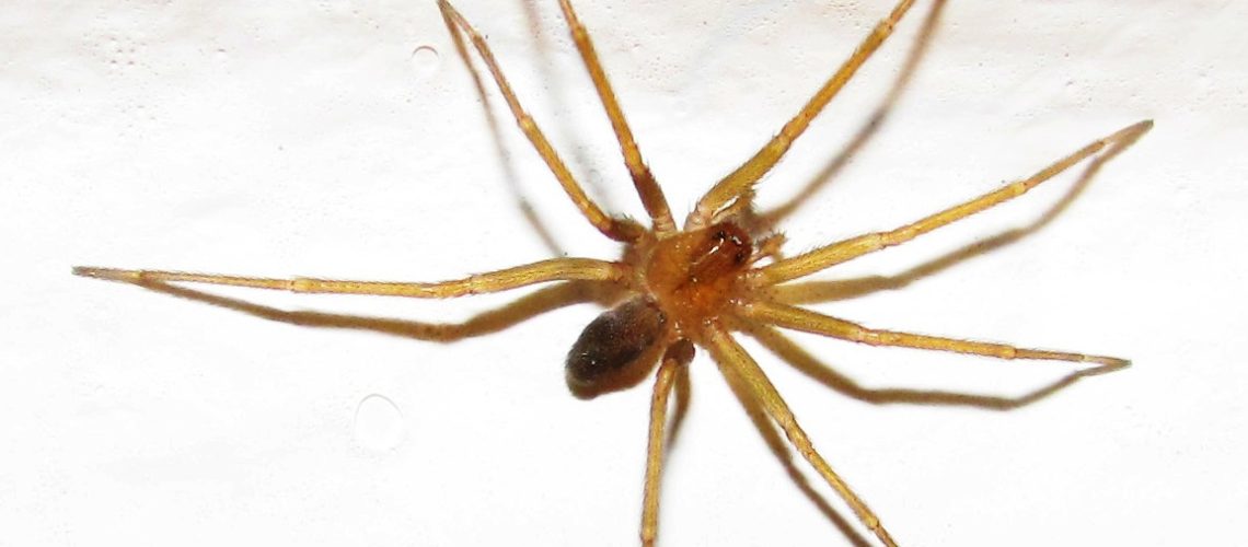 2018 Nota 01 foto 1 Araña de rincon Mario Elgueta