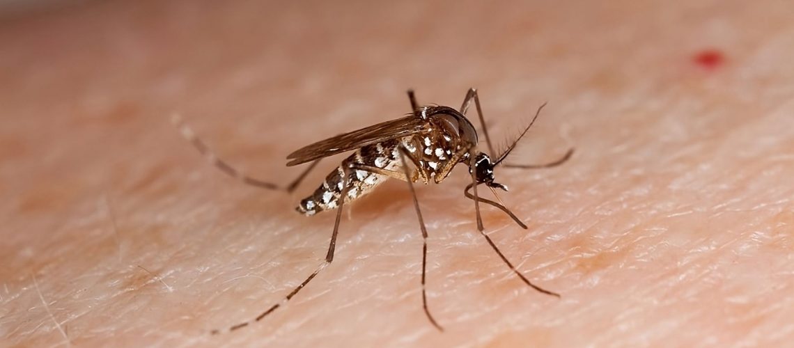 Aedes aegypti portada-b86ac8e6