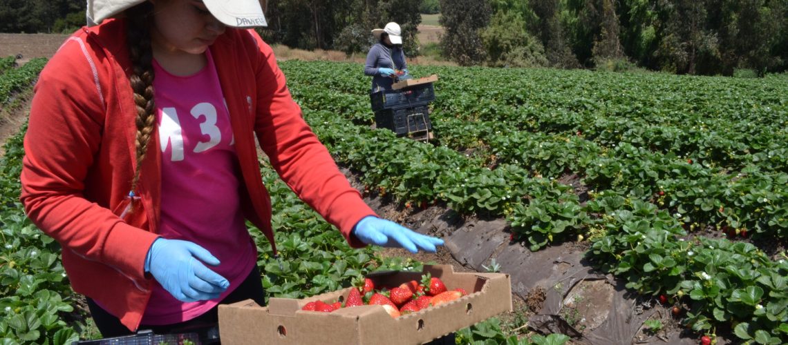 Cosecha frutillas (3)