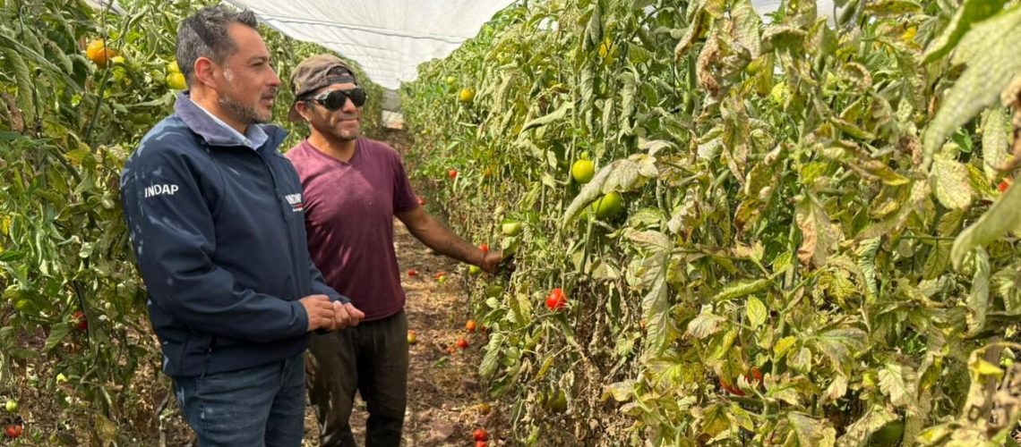 En el recorrido por el predio de José Castillo, el Director Regional (S) de INDAP, Jaime Miño, estuvo con el hijo del usuario