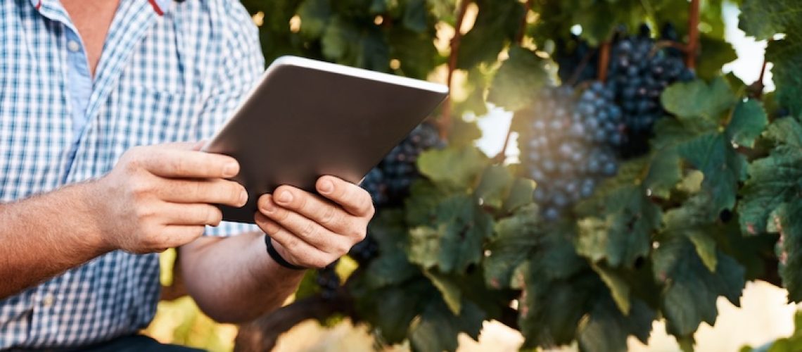 Hands, farmer and tablet in countryside for inspection on grapes, agriculture and information on harvesting. Nature, tech and person for digital research, sustainability and winery farm in Italy.