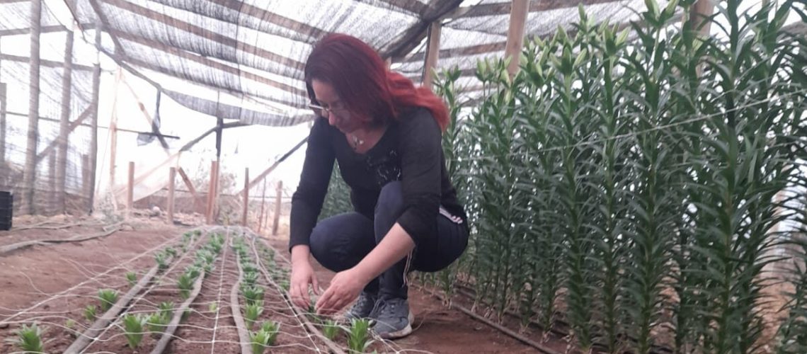La joven Sue Ellen Alfaro apostó por el campo y actualmente produce lilums y pleno secano de La Serena 03