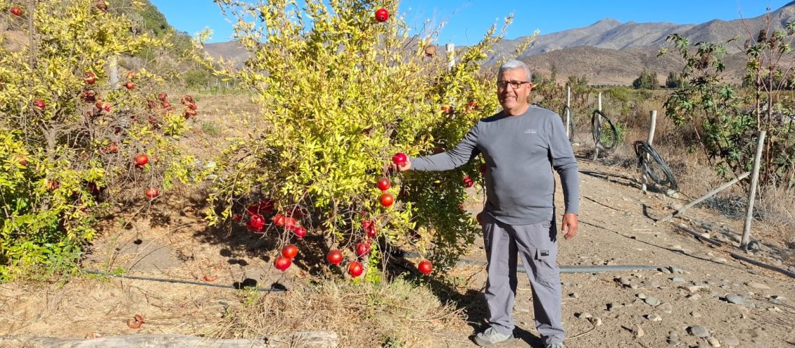 Miguel Muñoz es usuario de INDAP de la comuna de Salamanca y produce granada