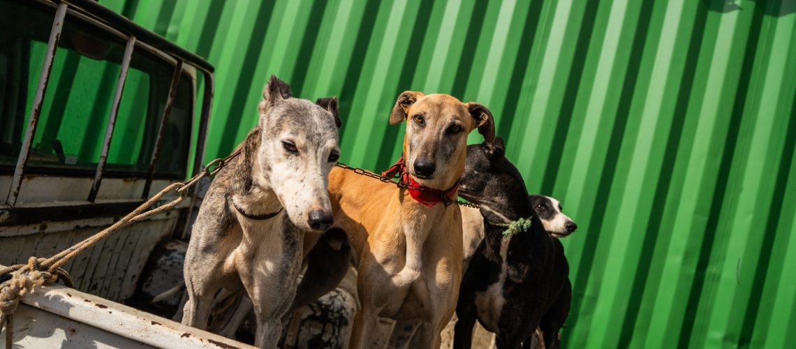 Tenencia responsable de mascotas (2)