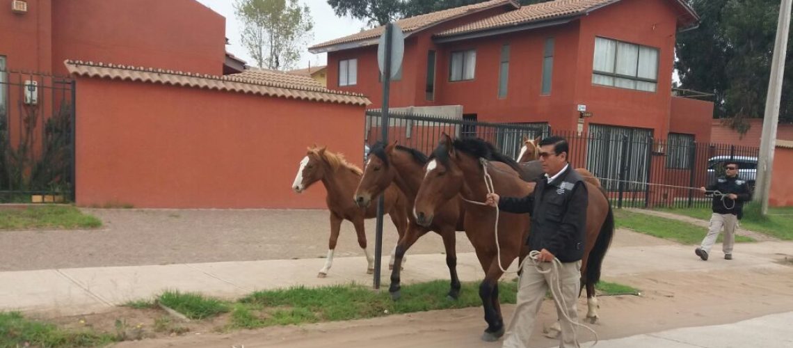 caballos sueltos 1
