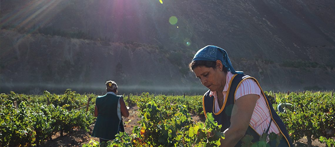 la-destileria-vendimia